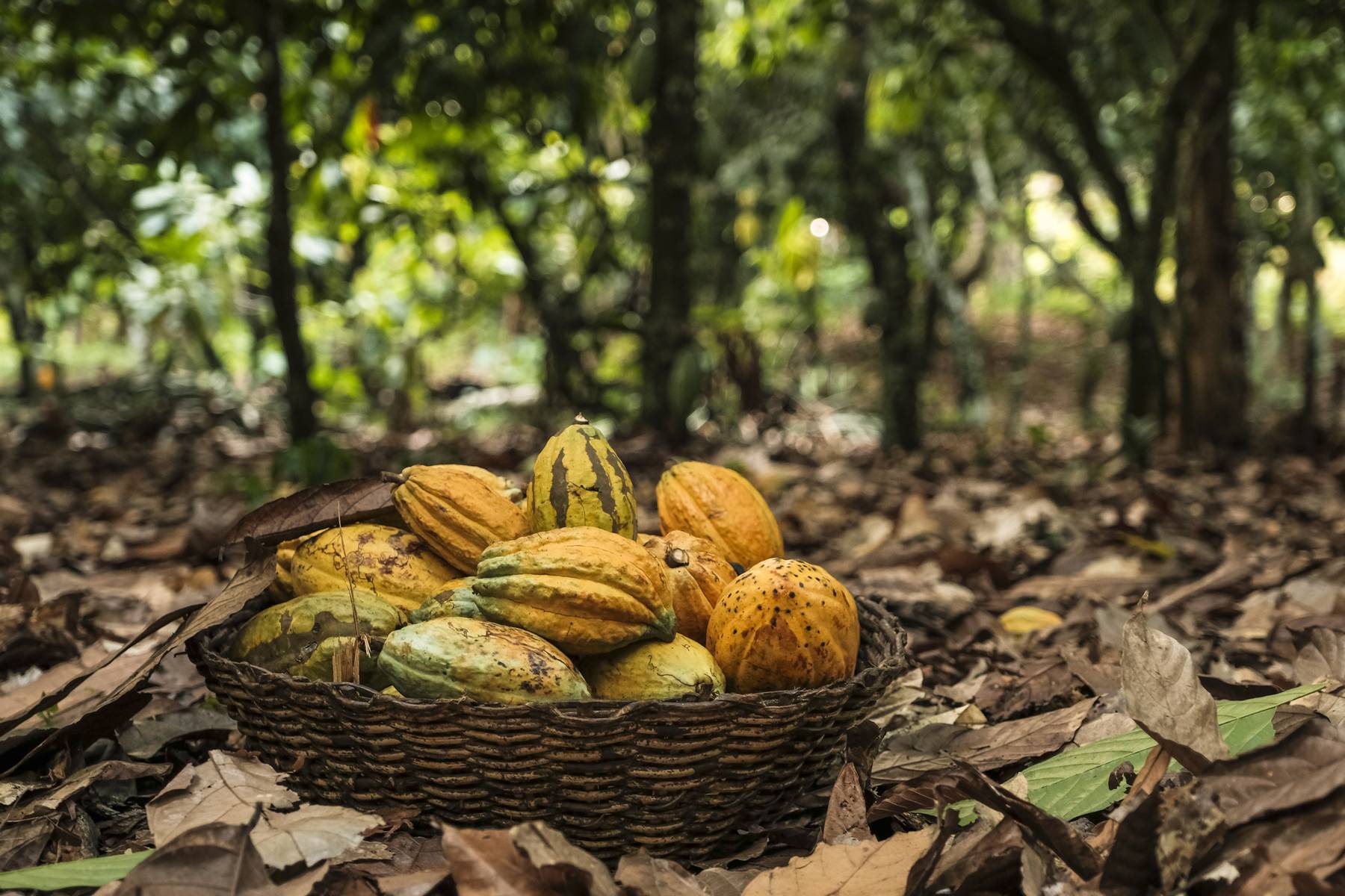 A basket full of cacao fruits stands on a leaf-covered ground, with green trees visible in the background.